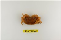 藏品(方形大額蟹)的圖片